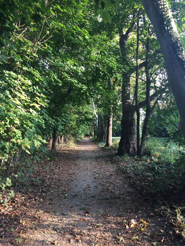 Wooded running trail that reinforces the reflection on appreciating each run while you still can